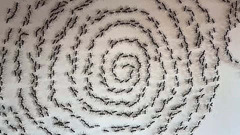 ‘Death Circle’ by Krishna Murthy P S