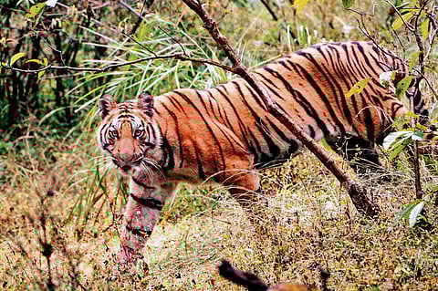Not the year of the tiger for Madhya Pradesh
