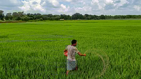 The relatively dry conditions during November and December further facilitated crop maturity and harvesting. 