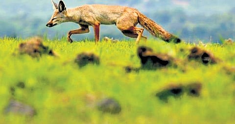 Indian Fox documentary