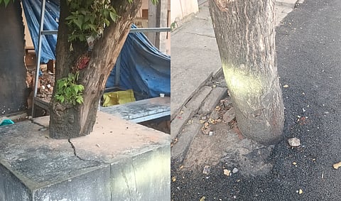 There are around two lakh trees on the footpaths of Bengaluru that are being choked by cement blocks and concrete. 