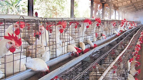 According to sources, if the strike takes effect as planned, consumers, too, may feel the pinch of higher chicken prices in the New Year.