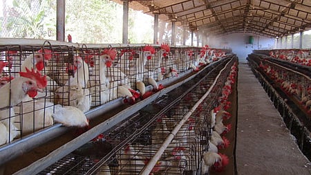 Chickens in cage in a poultry farm in Dharmapuri. 