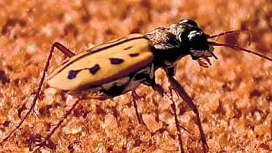 Waxen tiger beetle