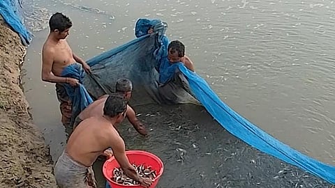 A Whale of a Decision