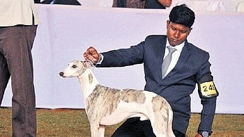 The national-level dog show registered around 300 entries covering over 30 different breeds competing in the SK Ray Memorial All Breeds Show.