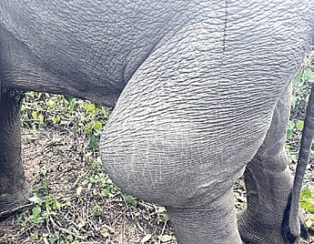 The tusker was found suffering from hematoma (blood clot) on leg.