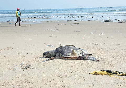 Carcasses of olive ridley turtles along the Visakhapatnam coast.