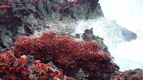 Over 60 million red land crabs migrate from forests to the coasts, triggered by the first rains in the wet season.