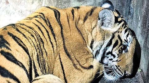 A male tiger captured at a private land near Bandipur Tiger Reserve on Sunday.