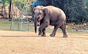 The explosion reportedly caused serious infection and sliced her tongue, leaving her unable to consume food naturally.