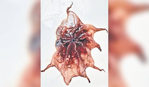 The octopus, Opisthoteuthis philipii, landed accidentally at Sakthikulangara harbour in Kollam during deep-sea trawling operations.