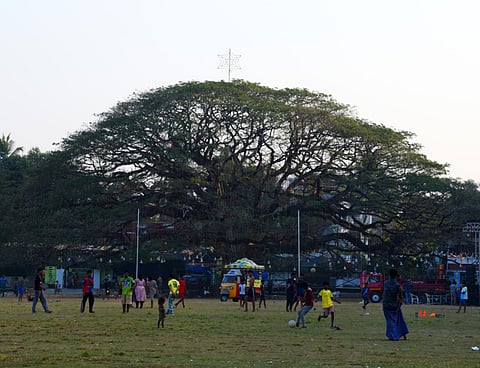 The grand-old rain tree at Veli Ground in Kochi
