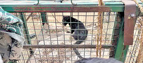 Forest department staff taking efforts to reunite a cub, that was spotted behind a house, with its mother near Maruthamalai foothills.