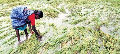 A farmer inspecting a waterlogged paddy field after heavy rain in Karur.