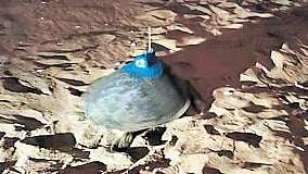 The tagging, carried out between December 21 and 24, includes three males and three females