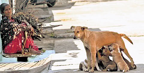 A stray dog feeds her puppies on the streets of Karimnagar.