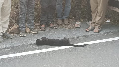 Efforts were under way by the Coimbatore forest division to reunite the cub with its mother.