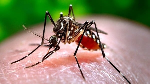 Malaria cases, deaths dip in India: ICMR report
