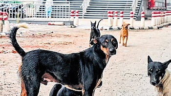 Image used for representational purposes only.