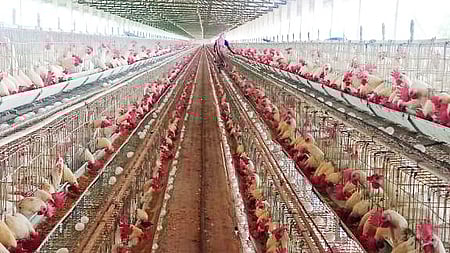 A poultry farm in Namakkal.