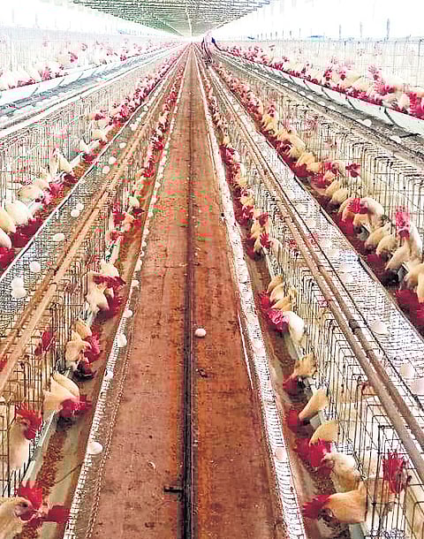 Tamil Nadu authorities have intensified inter-state surveillance, increasing inspections of poultry transport vehicles and monitoring bird health