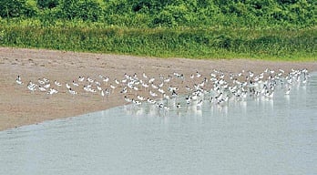 Migratory birds in Bhitarkanika 