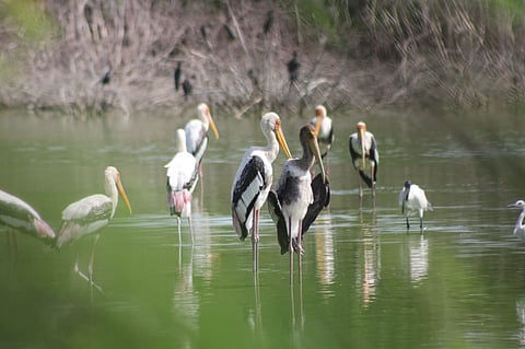 Painted storks were spotted nesting in the Thirumullaival mangroves in Mayiladuthurai.
