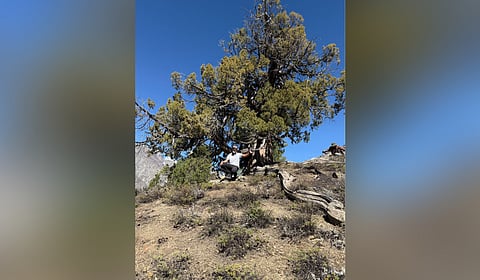 Uday Krishna, founder of Vata Foundation, rests under a 2,032-year-old Juniper tree in Spiti Valley