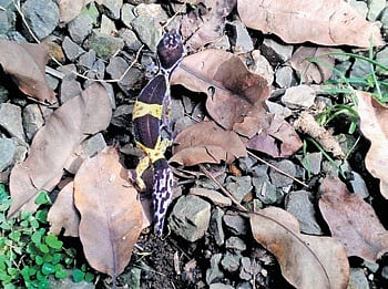 Rare ‘leopard Gecko’ lizard found 
accidentally in MP tiger reserve