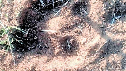 A pugmark that was spotted near Chelpur forest area in Chityal mandal