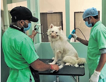 Professional groomers in action at SOA pet spa and grooming centre in Bhubaneswar