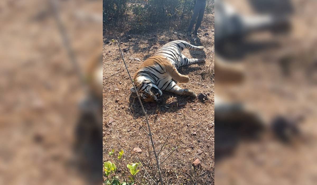 Tigress found dead in Madhya Pradesh’s Sagar; state reports 55 tiger mortalities in 2025