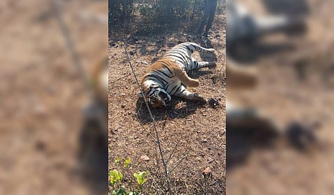 The adult female tiger, aged between eight and ten years, was found dead near the Hilgan village on the Sagar-Dhana Road on Sunday.