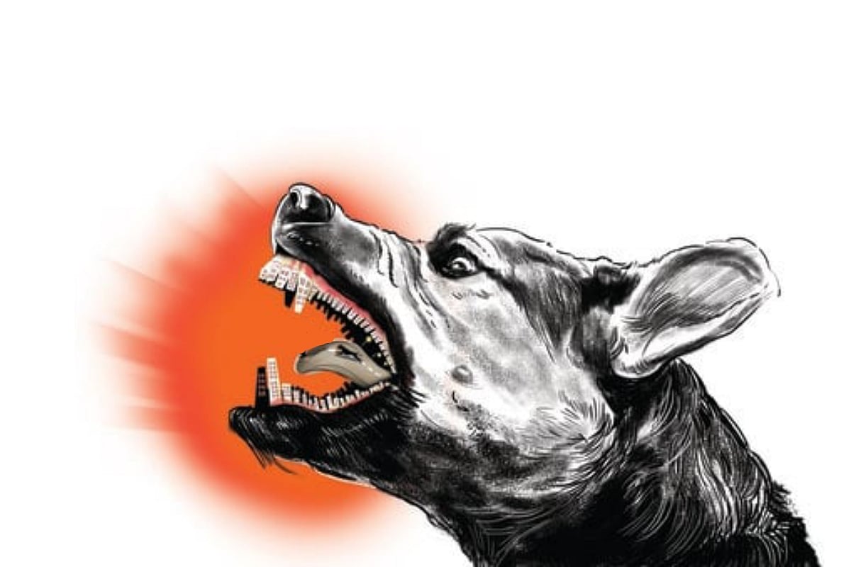 Stray dog found carrying newborn’s body in its jaws near cremation ground in MP's Vidisha district