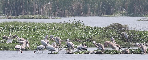 Cyclone and rainfall in late November and December have delayed the arrival of the migratory birds this year, which is likely to occur in January 2026