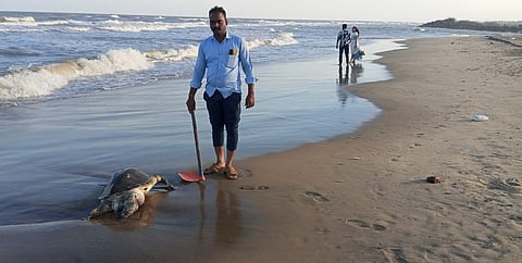 The Olive Ridleys travel around the world and come back after 13 years to the very same coast where they were born to lay new eggs. But the disruption caused by both natural and artificial factors restricts this process.