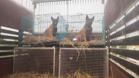 Twenty-four dogs that were found starving inside a locked house near Tirunelveli have been rescued and shifted to a shelter in Ooty by People For Animals organisation on Wednesday