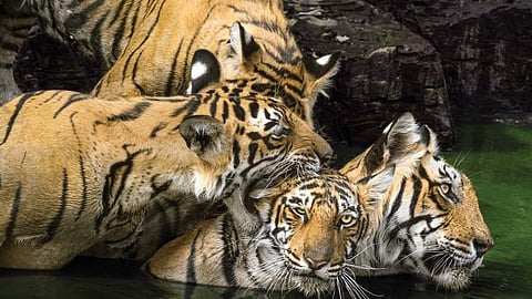 Image used for representational purposes only