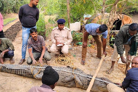 Forest officials rescue 11-foot crocodile from Bhitarkanika village pond in Kendrapara