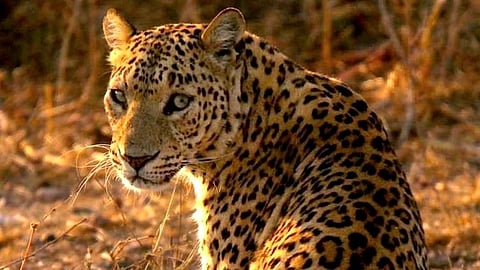 A single leopard, or possibly more, has caused widespread tension.