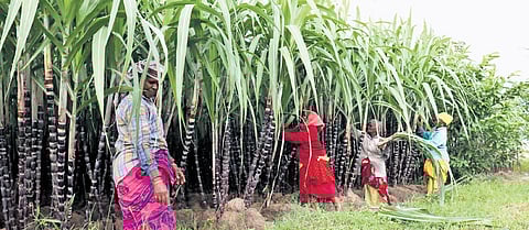 About 2.23 crore sugarcane sticks are to be purchased for Pongal hampers 