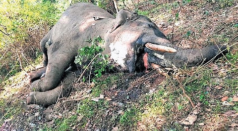 The animal’s carcass was found inside the reserve forest, 100 metres from the Karkudi-Thorapalli road 