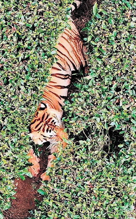 An aerial view of the injured tiger at Porthiyada 