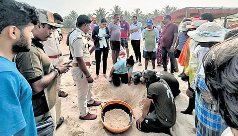 Forest department officials preparing a nest for olive ridley turtles to lay eggs