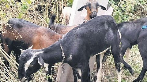 Image of goats used for representational purposes only.