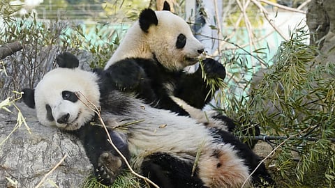 Xiao Xiao, front, and his sister Lei Lei, twins of giant pandas, sit on the ground at the Ueno Zoological Gardens in Tokyo, March 10, 2023