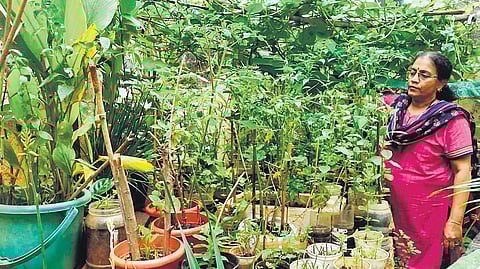 Gandhi Krishi Vigyan Kendra (GKVK) is organising an Urban Gardening Training Programme for people across all age groups, especially homemakers, so that gardening is not just a hobby.