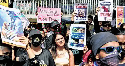 South Bengaluru Cares members and volunteers protest against ‘state-sanctioned cruelty’ towards community animals, at Freedom Park on Sunday | Shashidhar Byrappa  