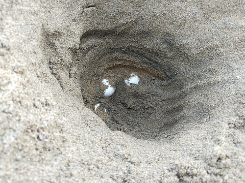 Nature Environment & Wildlife Society (NEWS), an NGO, said it recorded at least 3,000 Olive Ridley turtle eggs along the nesting areas in Karaikal coast (Mandapathur and Vanjur) during the previous nesting season